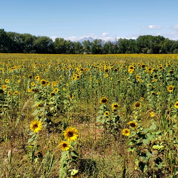 Still figuring all this out but LOVIN IT!!~ Jenn - Picture 3 of 3